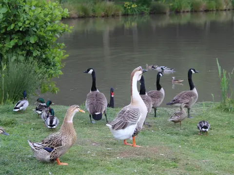 Étangs et oiseaux dans le parc naturel du domaine à Crouy-sur-Cosson