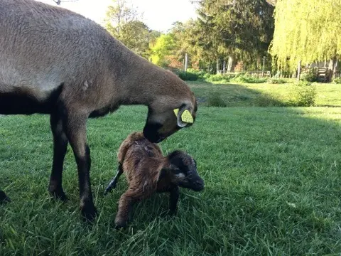 Animaux de la mini-ferme dans le parc naturel de La Ferme des Poulardières