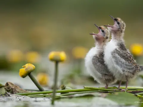 Biodiversité et oiseaux des étangs autour de La Ferme des Poulardières en Sologne