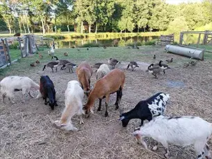 Mini-ferme avec chèvres et moutons aux Poulardières
