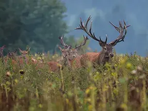 Nature et patrimoine culturel en Sologne autour de Chambord